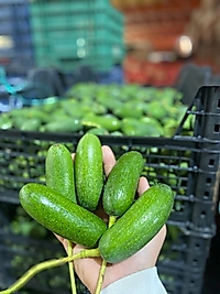 Bebek Avokado 1 Kg