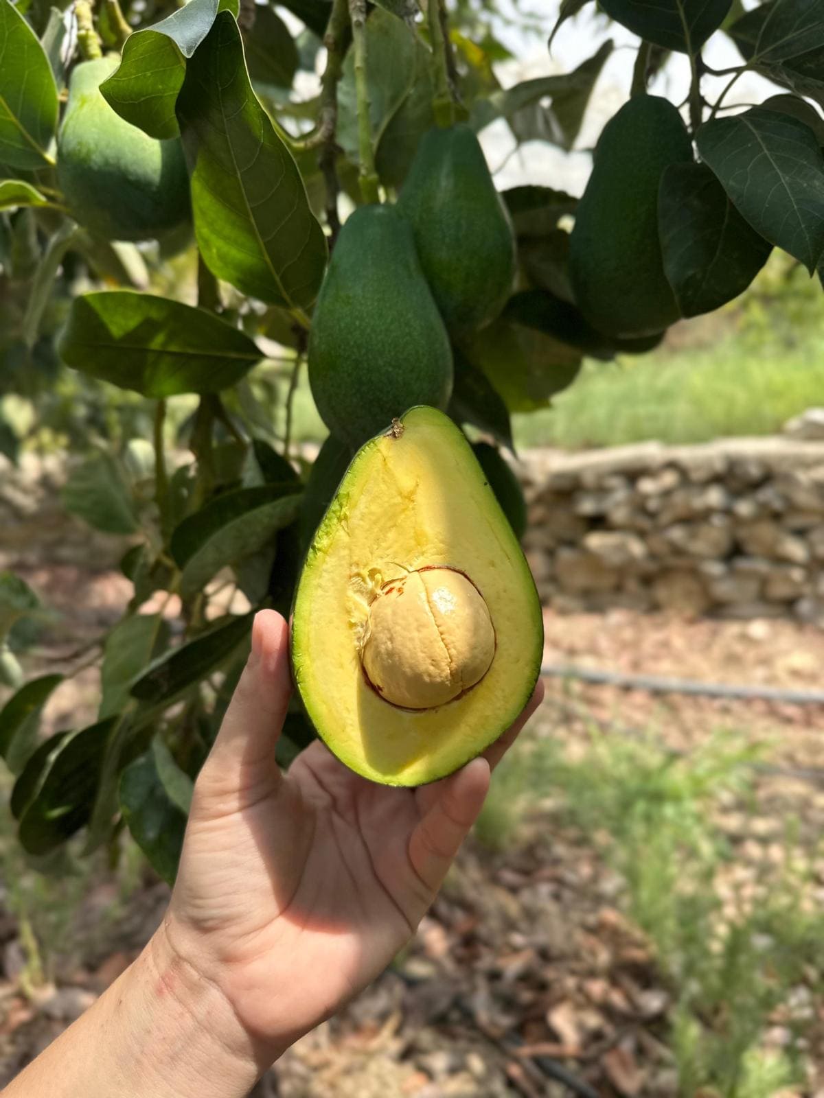 Clifton Erkenci Avokado 50 Adet ( 250 Gram Üstü )