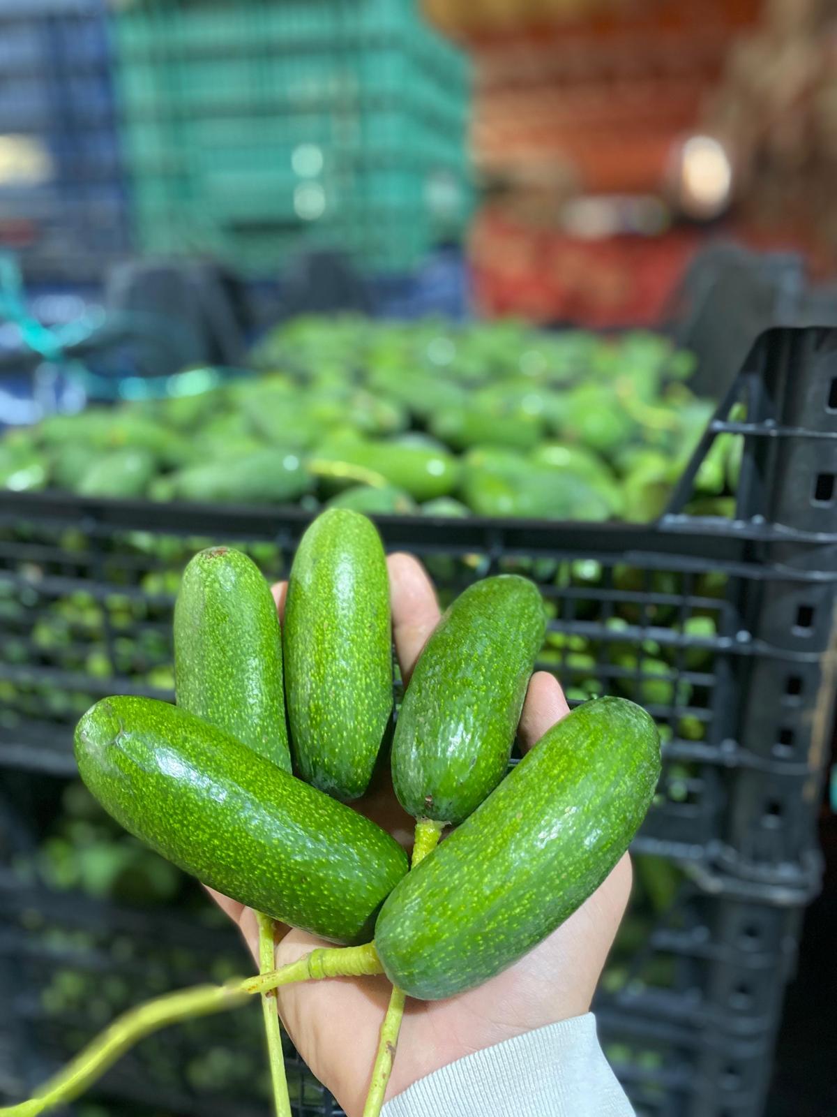 Bebek Avokado 1 Kg
